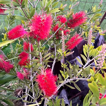 Apartment Garden *